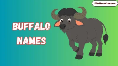 Buffalo Names