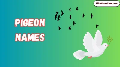 Pigeon Names