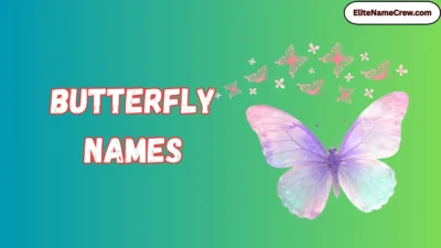 Butterfly Names