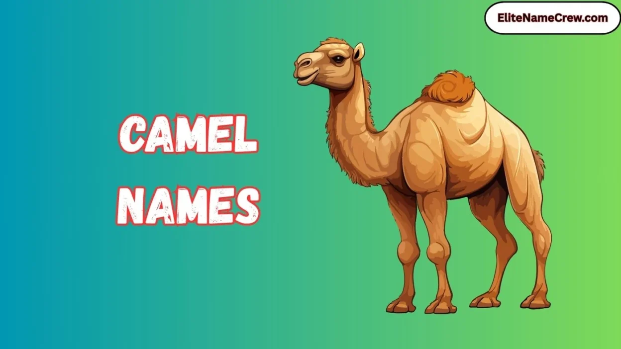 Camel Names