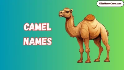 Camel Names