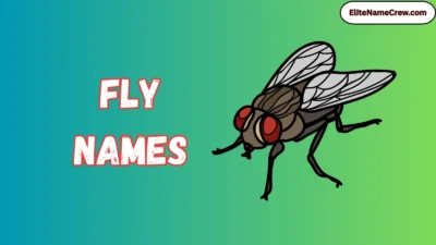 Fly Names