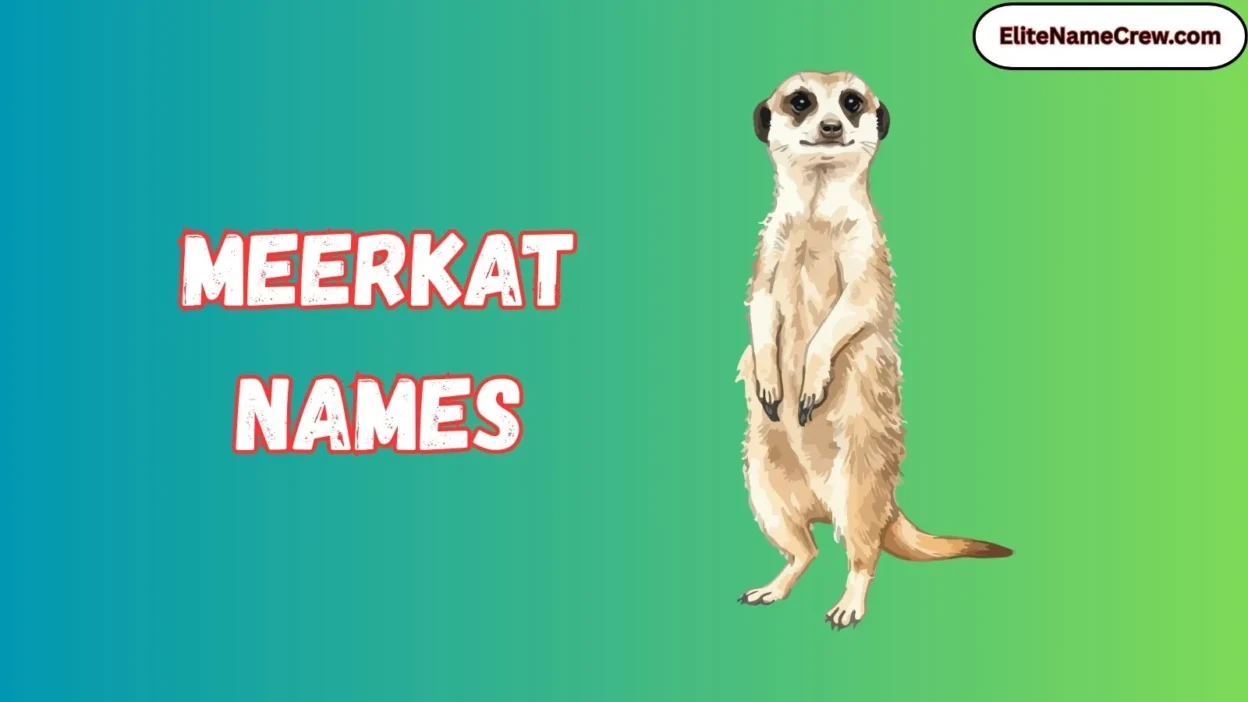 Meerkat Names
